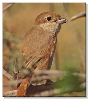 Cendet - Isabelline Shrike (Lanius isabellinus) Saudi Arabia